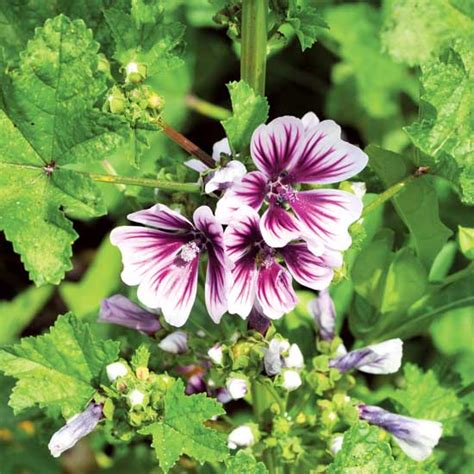 pinay mallow|Healing Mallows – Mother Earth Gardener.